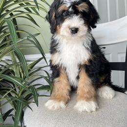 Jason - Tri-color male Bernedoodle puppy in Holtwood, Pennsylvania from Country Ridge Puppies