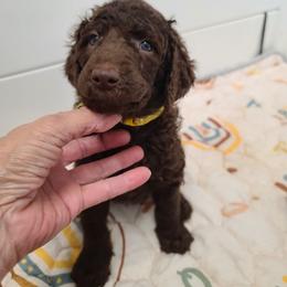 Yellow collar, Marlowe - Brown female Poodle puppy in Colorado Springs, Colorado from Silly's Standard Poodles