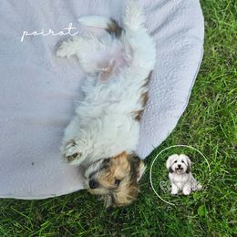 Coton de Tulear Puppies from Jac Be Nimble Cotons