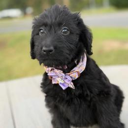 Maddie - Black female Labradoodle puppy in Georgetown, South Carolina from Muddy Bay Kennels