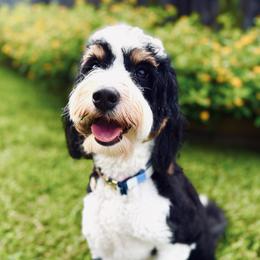 Olive - Bernedoodle