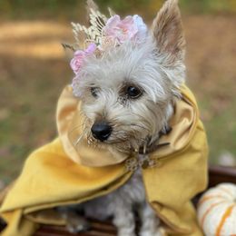Millie - Silky Terrier