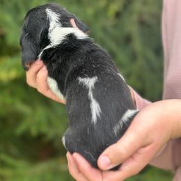 Male 1 - Black brown and white male Basset Hound puppy in Lindley, New York from Hill Top Basset Hounds & Cane Corso