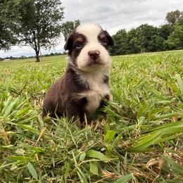Girl 4-Red Tri - Red tri-color female Australian Shepherd puppy in Mayfield, Kentucky from Hamilton Farms