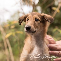 Silken Windhound Puppies from Amethyst Silken Windhounds