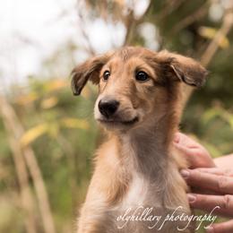 Silken Windhound Puppies from Amethyst Silken Windhounds