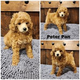 Peter Pan - Red  male Poodle puppy in Elma, Washington from Joyful Paw Poodles
