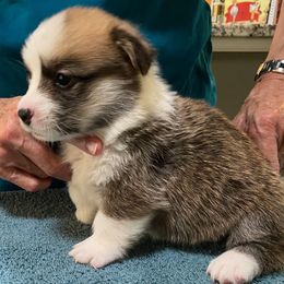 Pembroke Welsh Corgi Puppies from Silver Mae Kennel