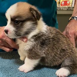 Pembroke Welsh Corgi Puppies from Silver Mae Kennel