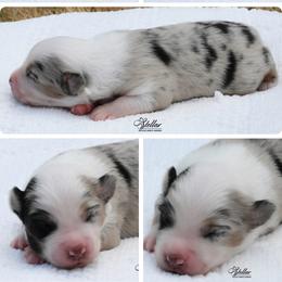 Boy 3 - Blue merle male Miniature American Shepherd puppy in Robinson, Texas from Stellar Miniature American Shepherds
