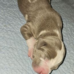 Rachel - Silver female Great Dane puppy in Towaco, New Jersey from MommaDukes Danes