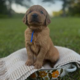 Golden Retriever Puppies from Shupe’s Sweet Southern Goldens
