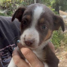 Liberty - Tri-color female Border Collie puppy in Lakeport, California from Akins Aussies/Wild Rose Ranch