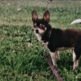Coco - Chihuahua