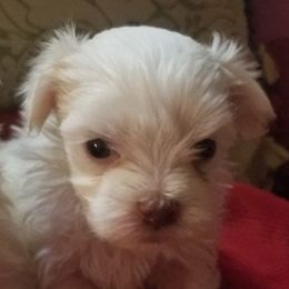 Maltese, Pomeranians, Shih Tzus, and Yorkshire Terriers from Renee's Pups