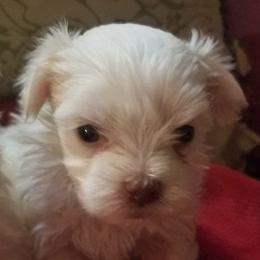 Maltese, Pomeranians, Shih Tzus, and Yorkshire Terriers from Renee's Pups