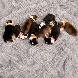 Green - Sable male Pembroke Welsh Corgi puppy in Saint Paris, Ohio from Lee Farm
