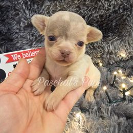 Fawn - Merle female Chihuahua puppy in Bowdon, Georgia from Paschal's Pups