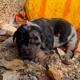Girl 3 - Blue merle female Catahoula Leopard Dog puppy in Gadsden, Alabama from Rich Cat’s