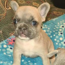 Phia - Liver female French Bulldog puppy in Graham, Washington from Kristy's French Bulldogs & Mini Schnauzers