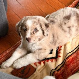 Dobby - Red merle male Miniature Australian Shepherd puppy in Bronson, Iowa from Crazy Acres Aussies