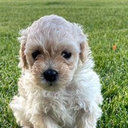 Aussiedoodles and Miniature Australian Shepherds from Go West Mini Aussies
