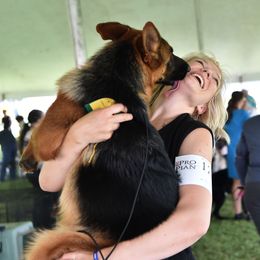 German Shepherds from Alta-Tollhaus North
