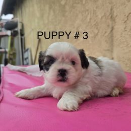 Puppy 3 - Brindle and white female Shih Tzu puppy in Whittier, California from Shihtzu