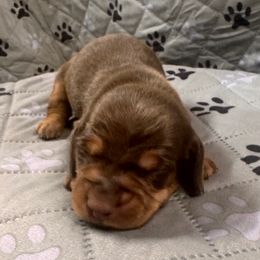 Cocoa - Chocolate and tan female Dachshund puppy in Wallingford, Kentucky from Hensley Homestead Dachshunds