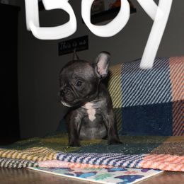 Mega mind - Black male French Bulldog puppy in Whittier, California from West Coast Bullies & Frenchies