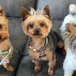 Yorkshire Terriers from Cherry Tree Kennels