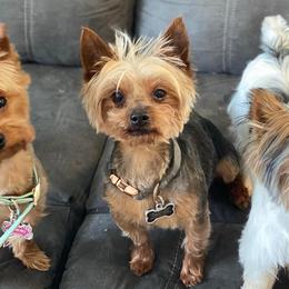 Yorkshire Terriers from Cherry Tree Kennels