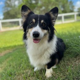 Susie - Pembroke Welsh Corgi