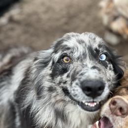 Twitty - Australian Shepherd