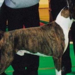 Boxers and Yorkshire Terriers from Pine Oaks Kennel