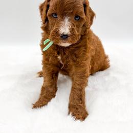 Toad - Red  male Goldendoodle puppy in Sunman, Indiana from Brunsman Country Doodles LLC