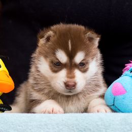 Siberian Husky Puppies from Zuska Siberians