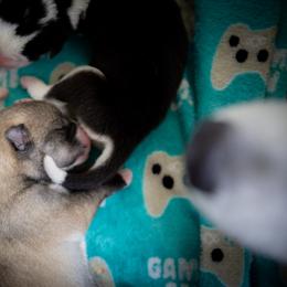 Siberian Husky Puppies from Ivie Huskies
