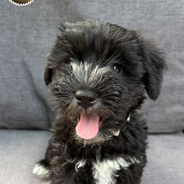 Zellie - Black female Miniature Schnauzer puppy in Frankford, Delaware from Miniature Schnauzers of Delmarva