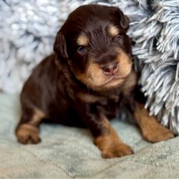 Liver Rust - Liver male Miniature Schnauzer puppy in Independence, Missouri from Crown Schnauzers KC