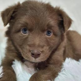 PS.RTF1 - Red tri female Miniature Australian Shepherd puppy in Deer Lodge, Tennessee from KSH Aussie Haven