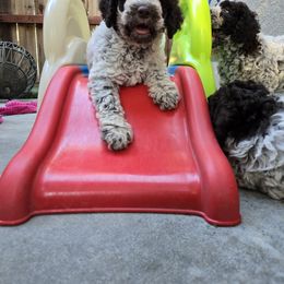 Capri - Brown roan Lagotto Romagnolo puppy in California from Harper's Lagotti