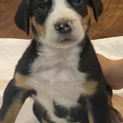 Greater Swiss Mountain Dogs from Glen Ellen Greater Swiss