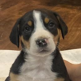 Greater Swiss Mountain Dogs from Glen Ellen Greater Swiss