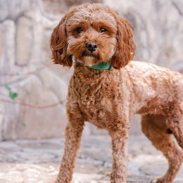 Lucy - Goldendoodle