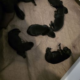 Pink collar - Black and red female German Shepherd puppy in Lyndonville, New York from Steinholtz German Shepherds