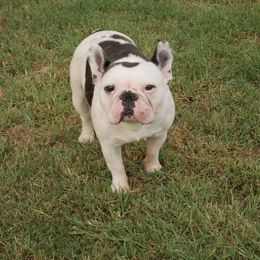 Bluebell - French Bulldog