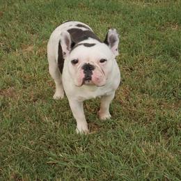 Bluebell - French Bulldog