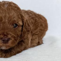 Cavapoos from Kym Woodward