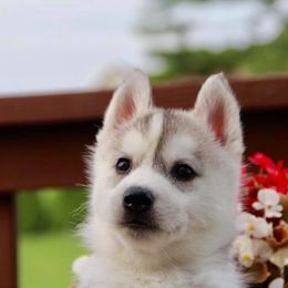 Siberian Husky Puppies from Jalerran